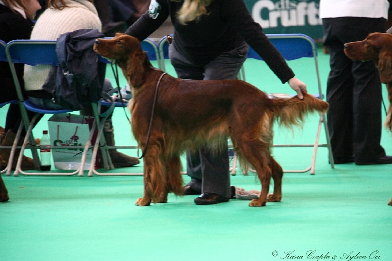 Crufts2011 320.jpg